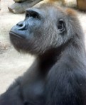 gorilla1