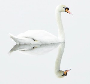 schwan auf dem see mit Spiegelbild