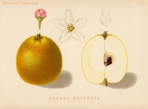 Ananasrenette historische Zeichnung und Querschnitt